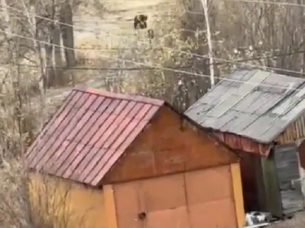 Жители магаданского поселка рассказали о нападении медведя: «Отбилась палкой»