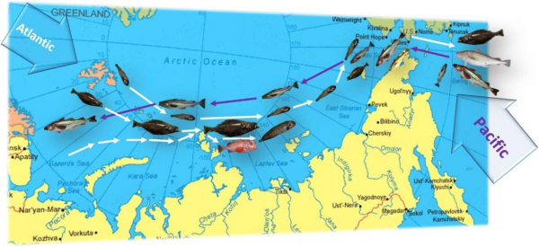 Моря сибирской Арктики заселяют рыбы Тихого и Атлантического океанов