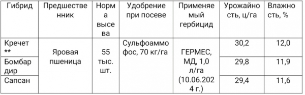 Урожайность гибрида Кречет в опыте в Алтайском крае превысила 30 ц/га Урожайность гибрида Кречет в опыте в Алтайском крае превысила 30 ц/га