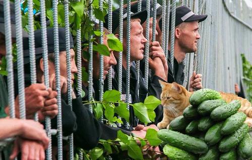 В Хабаровске &laquo;огуречные воры&raquo; повторят судьбу &laquo;ореховой банды&raquo;
