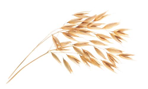 Золотые поля России: как овёс становится продуктом XXI века Золотые поля России: как овёс становится продуктом XXI века